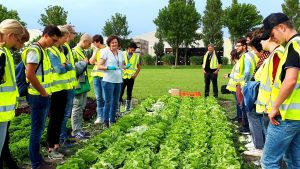 Summer-School-2018_Syngenta-lettuce-session-by-Els-Groot-3